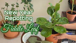 Ficus Lyrata | Fiddle Leaf Fig - New Year Repotting