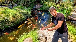 Amazing Koi Farm Tour!