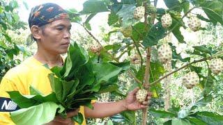 Daun mengkudu masak oseng dan tegeyan, ikan peda sambal tlenjeng