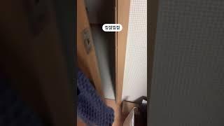 야행성 감자 울면 언니가 문열어 준다 멍! #강아지 #애견영상 #강아지유튜브
