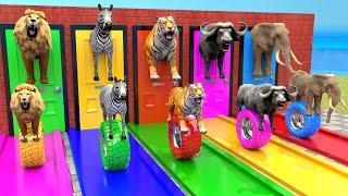 Elephant Lion Gorilla Tiger Hippo Guess The Right Door ESCAPE ROOM CHALLENGE Animals Tire Game