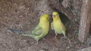 STRIKE ME LUCKY BUDGIES DIG SUBTERRANEAN HOLLOW TO BREED IN* (Melopsittacus undulatus)