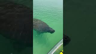 Clear Kayak Adventures in Shell Key! #exploreflorida #wildlifeencounters #naturelovers