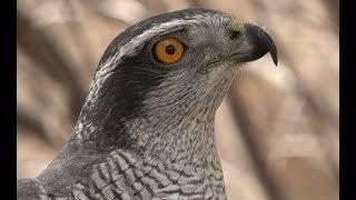 Falconry: Introduction to goshawks