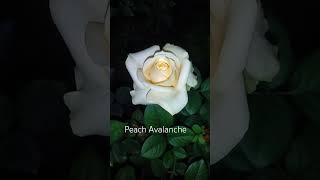 Rose:Peach Avalanche