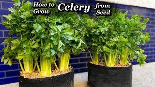 Growing Celery Step by Step - from Seed to Harvest