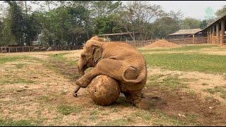 Playful Elephants at Elephant Nature Park! - ElephantNews