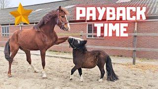 Payback time for Rising Star⭐| Trouble at Stal G | Thank you carrots | Friesian Horses