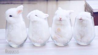 Baby Bunnies In Cups