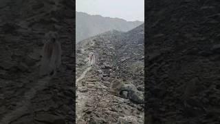 Еноту в горах не страшен град!