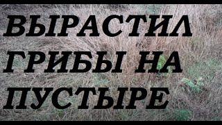 Выращивание грибов на пустыре, ряска малая, дикие собаки.