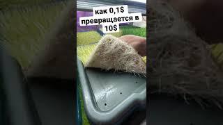Маржинальный  бизнес ростки пшеницы сок ростков Витграсс городская ферма Бизнес Идея микрозелень