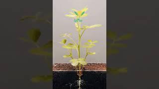 Seeds of Life A Mesmerizing Journey from Seed to plant.! #timelapse #timelapsevideo #time #lapselife