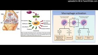 Macrophage migration inhibitory factor (MIF) inhibitor, Z-590 suppresses cartilage destruction in ad