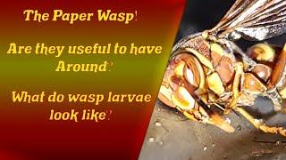 All about American Paper Wasp - Are they only pests? - Wasp Larvae - Backyard Critters