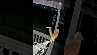 Coyote Attacks a Cat!