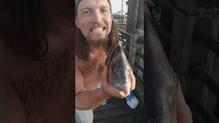 Fishy kisses . #fishing #fish #fishingvideo #kissing #funny #saltlife #sheepshead #shorts #crazy