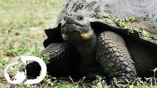 The Biggest Tortoise In the World | Big Pacific