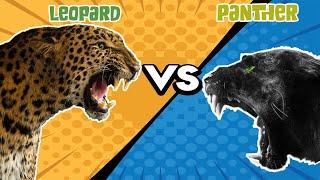 Panther VS Leopard - Who Would Win?