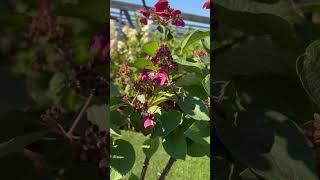 Гортензия метельчатая Инфинити/Infinity`® #цветы #сад #garden #flowers #дача #розы