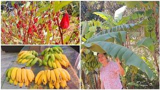 Harvesting time Fruit trees update