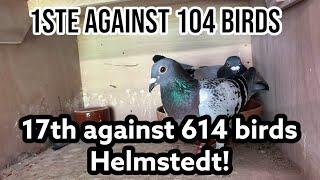 1st against 104 Birds on Helmstedt | 17th Against 614 in the department! | Racing pigeons |