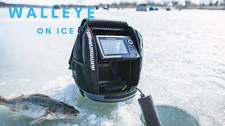 Walleye On The Ice