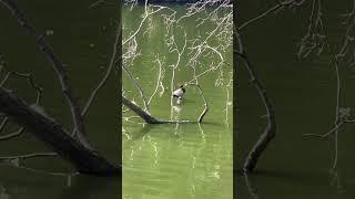 We spotted a pochard duck ! Not frequently seen here so we were delighted  #birds