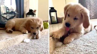 Golden Retriever puppy loves playing with ice cue