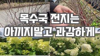 목수국전지 핵심 포인트