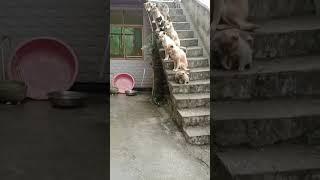 Chinese rural dog wait in line.