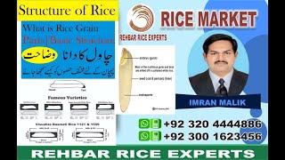 Structure of Rice Grain || Parts of Rice Grain || Points to identify Rice Grains || Rice Grain