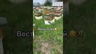 Хотите знать больше - подписывайтесь на канал Школе Пчеловодства Онлайн #пчеловодство #обучение