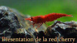 Red Cherry -Neocaridina heteropoda- Présentation et Fiche d'élevage.