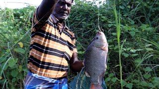 Big Crocodiles in fishing spot Beautiful Dam place fishing Tilapia fish & Mullet fish, Fishing.