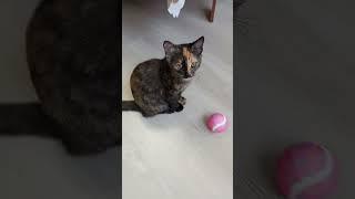 Кредит 500 рублей на 70лет#юмор#позитив#отдых#коты#кошка#catvideos#cat#catlovers#