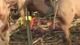 Olympic Jumping Pigs