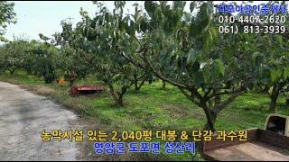 (1823) 2,040평 감나무과수원 or 축사부지(13,000만원) / 영암군 도포면 성산리