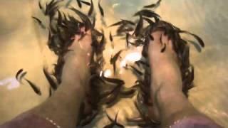 The Fish Pedicure - a foot-holder's-eye view