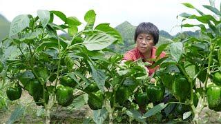 Lantern peppers are green and full of branches. Grandma makes 3 colorful home-cooked dishes  sweet