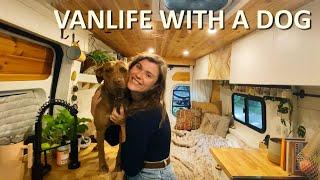 Vanlife With A Dog | (tips and tricks)