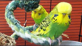 7 hours of budgie sounds to encourage your parrot to eat and sing