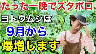 【お急ぎ下さい】一度出ると止まらないヨトウムシの賢い防ぎ方教えます　　　　　　　　【カーメン君】【園芸】【ガーデニング】【初心者】