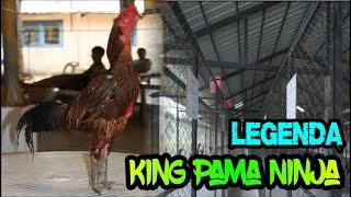 Legenda Ayam King Pama Ninja