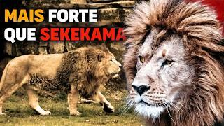 Not even SEKEKAMA is STRONGER than this lion | Barbary Lion the STRONGEST LION IN THE WORLD