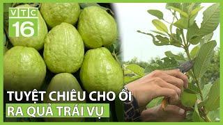 Tuyệt chiêu cho ổi ra quả trái vụ | VTC16