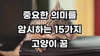 절대 무시해서는 안되는 15가지 고양이꿈 해몽