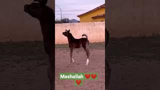 horse baby is very beautiful Arabian horse  mashallah ️️️