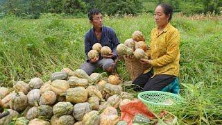 Harvesting pumpkins, making food for snails - Son helps disabled uncle do housework.