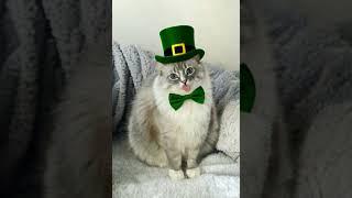 " May Luck Bloom Bright  Happy St. Patrick’s Day from Sammy the singing Cat! "